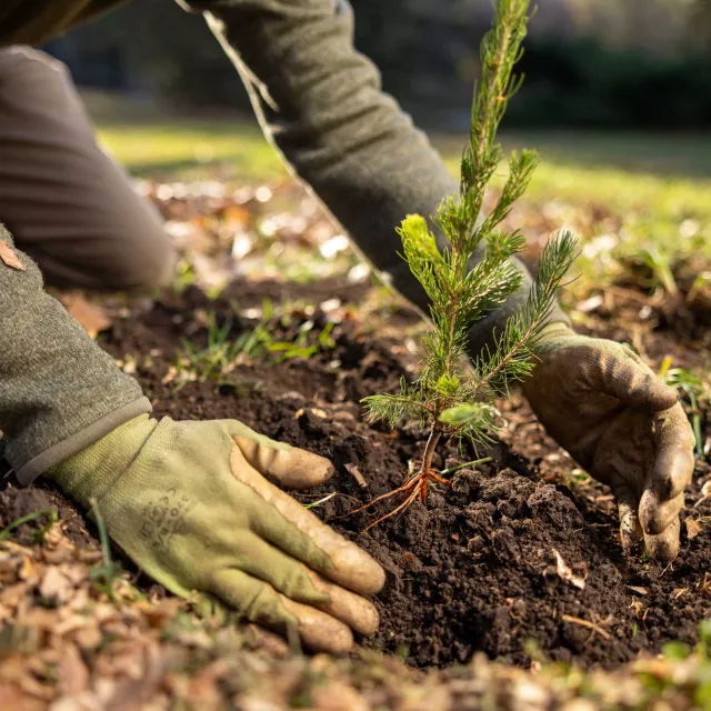 Tree Planting